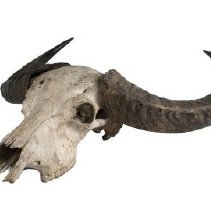 Omc 1995.034.009  (1) Edited